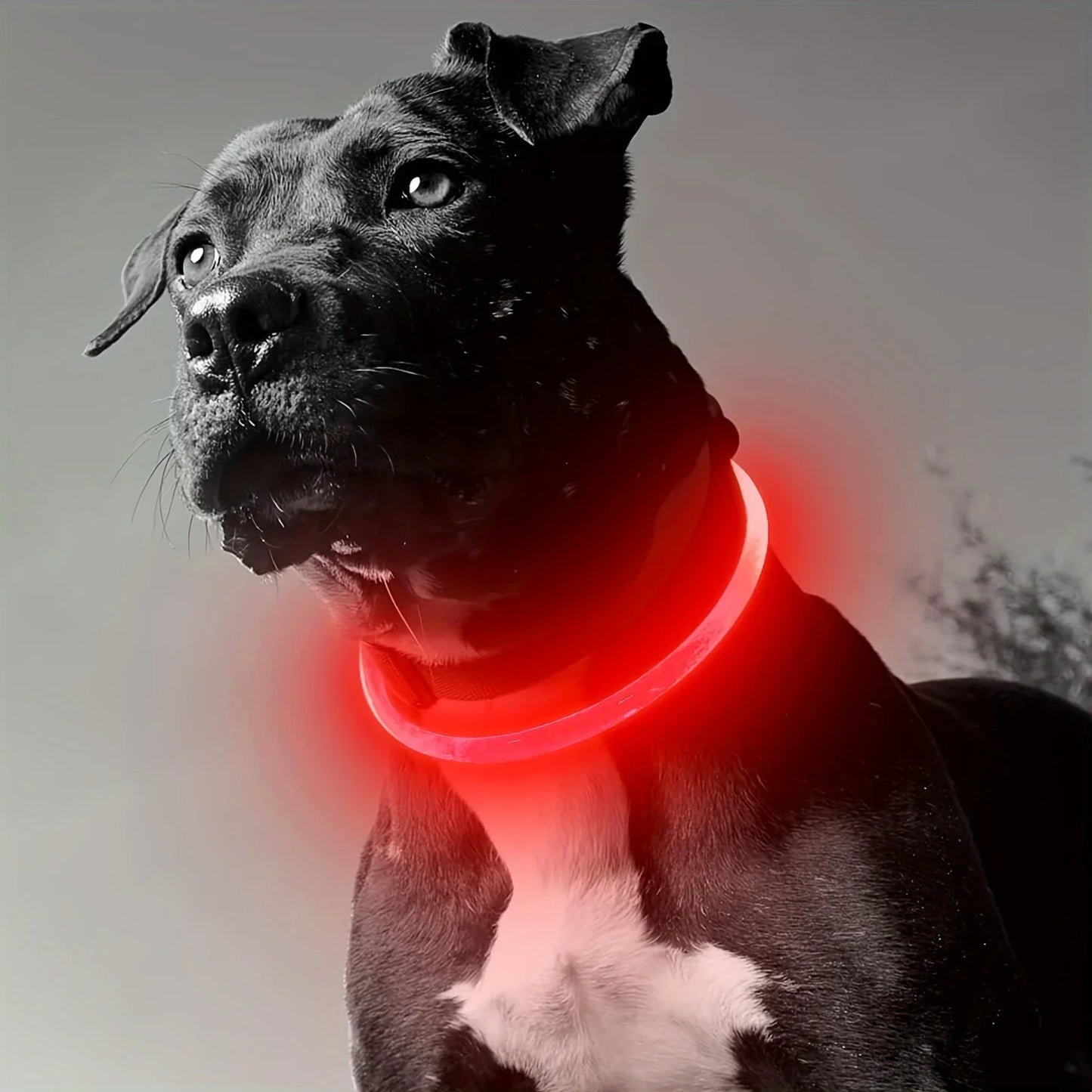 LED Light Dog Collar USB Charging Luminous Anti-Lost Necklace for Large Medium Small Dogs Pet Safety Accessory